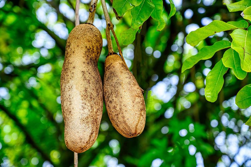 Un baobab dans les jardins botaniques de la Dominique à Roseau par Andreas Völkel