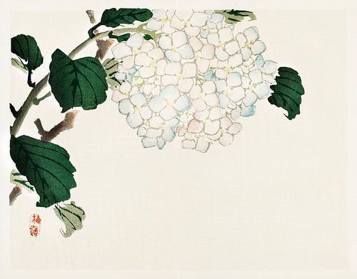 Japanse Hortensia illustratie door Kōno Bairei