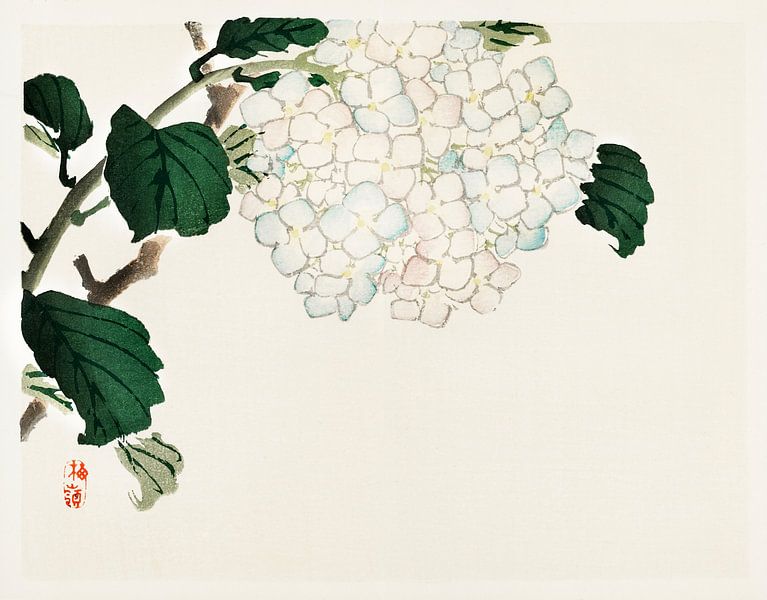 Hydrangea by Kōno Bairei (1844-1895). by Studio POPPY