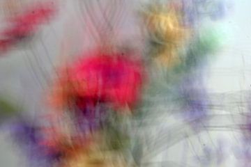 Rose sur Huub Westendorp