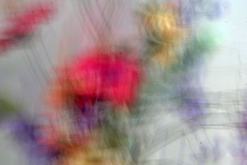 Rose by Huub Westendorp