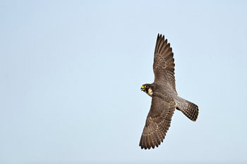 Wanderfalke ( Falco peregrinus ) im schnellen Flug vor blauen Himmel, steile Kurvenlage ermöglicht i
