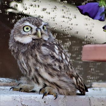 young owl