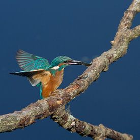 Eisvogel  von Patries Photo