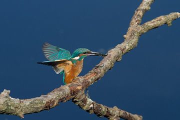 kingfisher  by Patries Photo