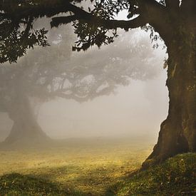 Droomland.. Bomen in de mist van Nienke Bot