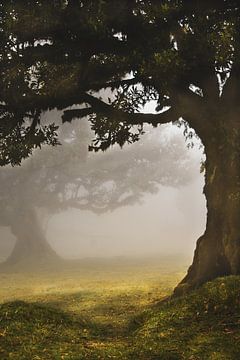 Droomland.. Bomen in de mist van Nienke Bot