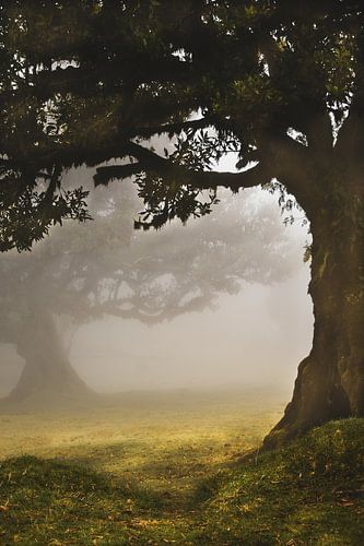 Dreamland... sur Nienke Bot