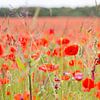 Bloemen en planten | Klaprozen veld in Engeland van Servan Ott