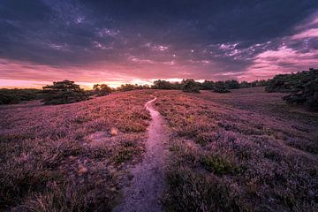 purple lagoon by Bas Handels