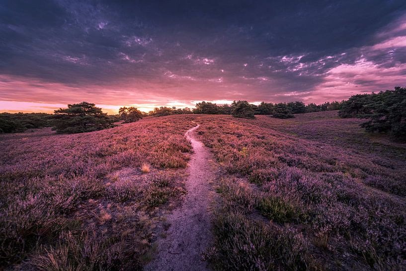 purple lagoon by Bas Handels