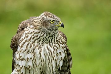 sparrow hawk sur Leon Doorn