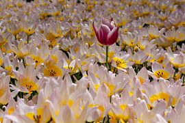 Tulips at Keukenhof by Lindi Hartman