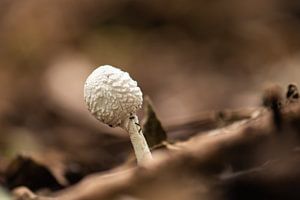 weißer Pilz