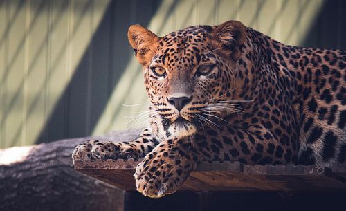 Panthère du Sri Lanka