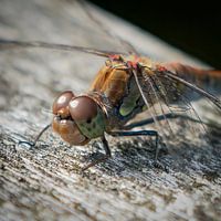 Libellule à carapace
