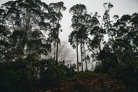 A misty eucalyptus forest on Madeira, Portugal