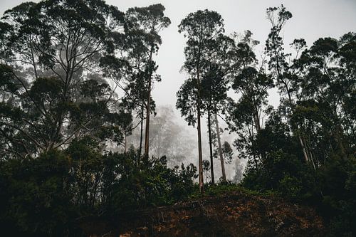 Mistig eucalyptusbos op Madeira, Portugal