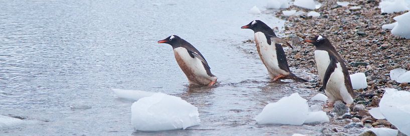 gedrieën de zee in, een trend bij deze vogels van Eric de Haan