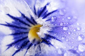 Druppels op een paars - wit viooltje van Marjolijn van den Berg
