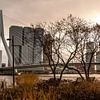 Rotterdam, zicht op de Erasmusbrug vanaf de Boompjeskade van Ingrid Aanen