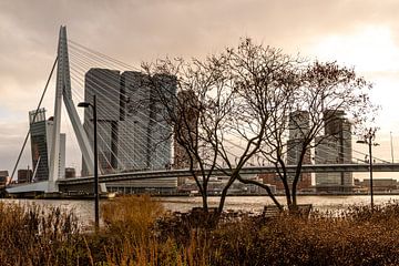 Rotterdam, view of the Erasmus bridge from the Boompjeskade