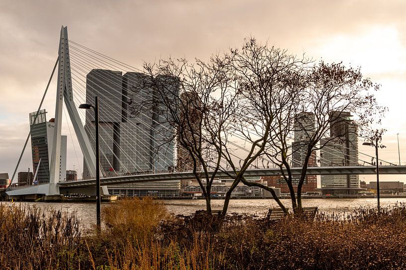 Rotterdam, zicht op de Erasmusbrug vanaf de Boompjeskade van Ingrid Aanen