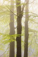 Frische grüne Blätter im Frühling - Utrechtse Heuvelrug