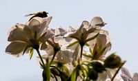 Blumen und Bienen