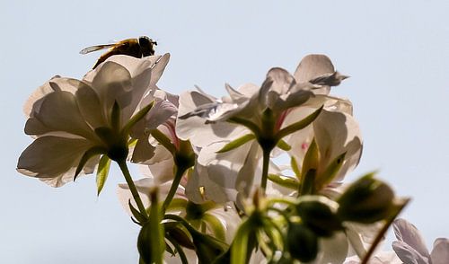 bloemen en bij