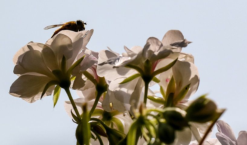 fleurs et abeille par Frans Versteden