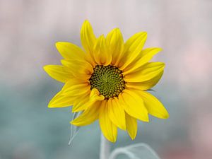Leuchtend gelbe Sonnenblume von Kyle van Bavel