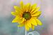 Leuchtend gelbe Sonnenblume von Kyle van Bavel