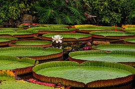 Victoria amazonica water lilies by Leo Huijzer