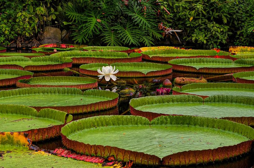 Victoria amazonica Seerosen von Leo Huijzer