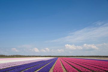 Bulb-growing field with hyacinths