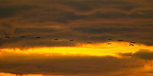 Kranichvögel, die während der Herbstwanderung in den Sonnenuntergang fliegen