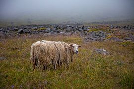 Sheep in the fog by Rolf van Eijk