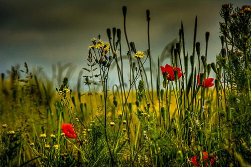 Met Analoge Lens Bosbloemenweidemist
