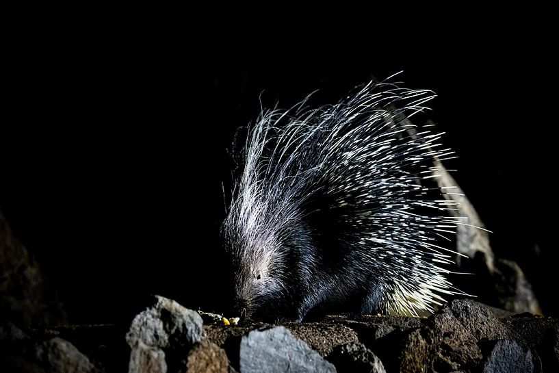 Porcupine by Antwan Janssen
