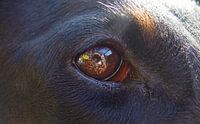 Das Auge des Hundes von Coen de Haan Miniaturansicht