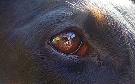 Dog's Eye by Coen de Haan