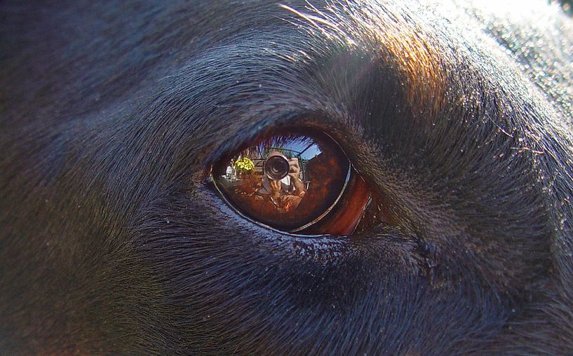 Das Auge des Hundes von Coen de Haan