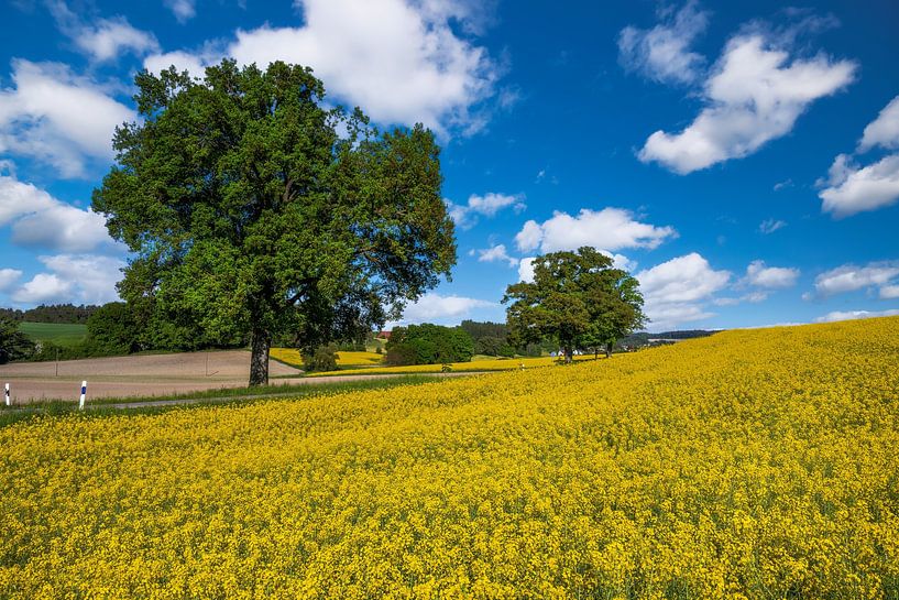 Single tree by a yellow rape field and blue sky by ManfredFotos