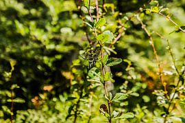 Vlinders op een tak by Remco de Zwijger