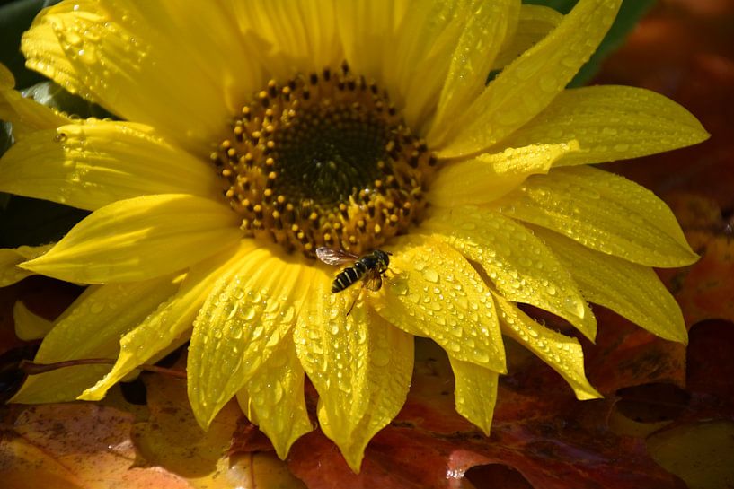 A sunflower in the garden in autumn by Claude Laprise