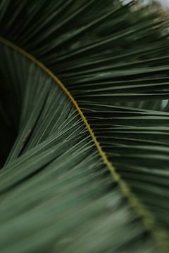 Palmblad in Portugal | Botanische print van Marloes Floor