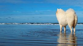 Samoyed van Bo Valentino