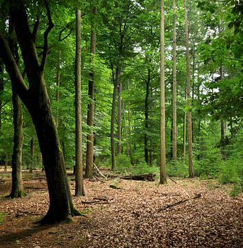 Open plek in het bos van Corinne Welp