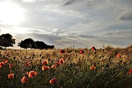Mohnblumen unter blauem Himmel von Maarten Honinx